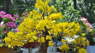 Phương pháp ghép mai chuyên nghiệp