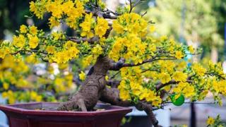 Phương pháp giâm cành giúp mai sinh trưởng tốt 