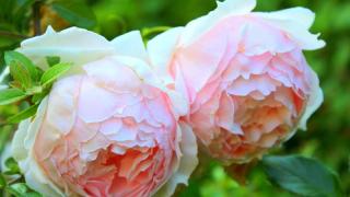 Phương pháp ngừa sâu bệnh cho hoa hồng an toàn nhất 