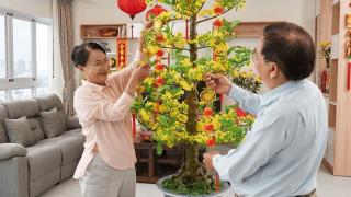 Phương pháp trồng và chăm sóc mai trước và sau tết