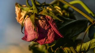 Phương pháp cắt tỉa khi hoa hồng đã tàn 