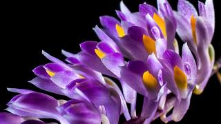 Phương pháp chăm sóc lan rừng vào mùa lạnh