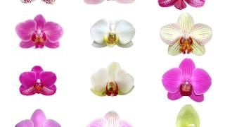 Phương pháp nhận biết các loại Phong Lan