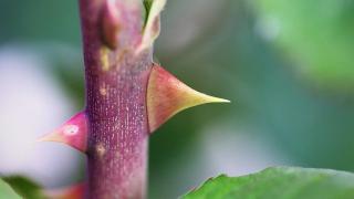 Phương pháp trồng hoa hồng bằng cành đơn giản 