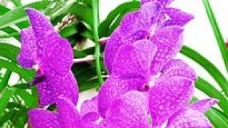 Phương pháp xử lý hoa lan bị thối thân và lá