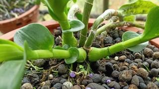 Phương pháp bón phân cho hoa lan luôn xanh tốt