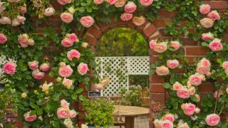 Phương pháp chăm sóc hồng leo Pháp đúng cách