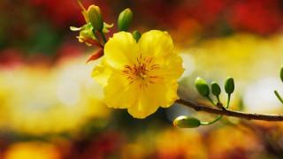 Quy trình chăm sóc cây mai con 