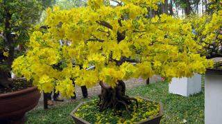 Quy trình chăm sóc mai vàng trong 1 năm 