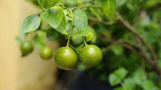 Tác dụng của quất đối với sức khỏe con người