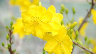 Tổng hợp các loại bệnh trên mai vàng và phương pháp điều trị