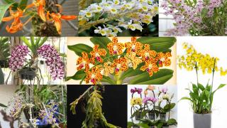 Top 10 loại lan đẹp nhất