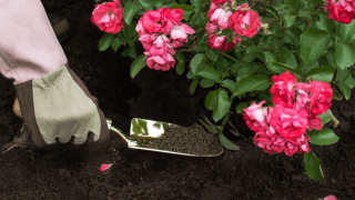 Top 5 loại phân bón lá tốt nhất cho hoa hồng hiện nay