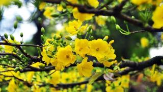 Top những loại hoa mai quý hiếm ở Việt Nam 