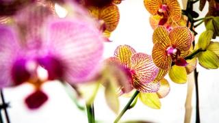 Top 10 địa chỉ bán Lan Hồ Điệp đẹp và uy tín nhất tại TPHCM