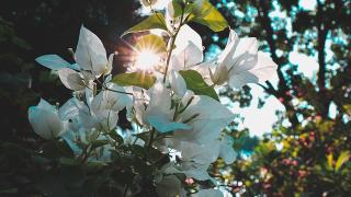 Top 10 loại hoa trồng ban công đẹp nhất