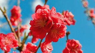 Top 4 loại hoa đào chơi tết được yêu thích nhất hiện nay