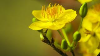 Top 5 địa chỉ bán mai vàng đẹp nhất TPHCM