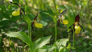 Top 8 loài hoa lan đắt nhất thế giới