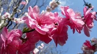 Top những địa chỉ cho thuê đào cảnh tốt nhất tại Hà Nội