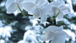 Top những loài hoa lan rừng quý hiếm nhất hiện nay