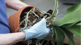 Trồng và chăm sóc Lan Hồ Điệp sau tết 