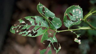 Xử lý sâu ăn lá trên hoa hồng hiệu quả và an toàn 