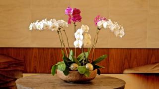 Ý nghĩa của phong lan