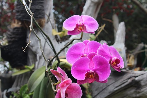 Cách ghép phong lan vào gỗ và những loại gỗ ghép lan thông dụng