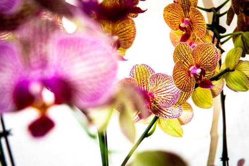 Top 10 địa chỉ bán Lan Hồ Điệp đẹp và uy tín nhất tại TPHCM