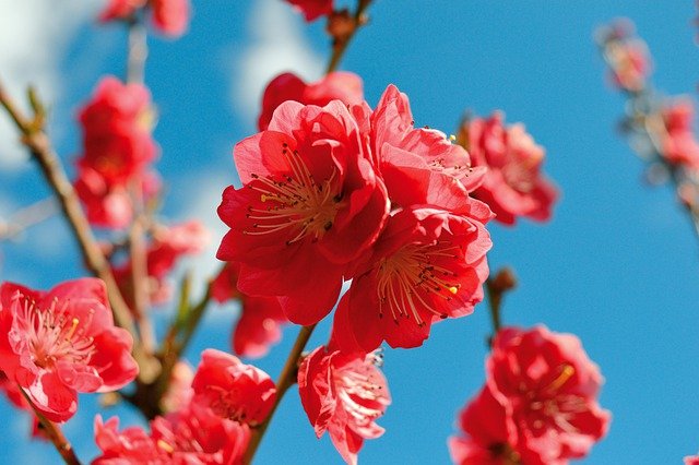 Top 4 loại hoa đào chơi tết được yêu thích nhất hiện nay